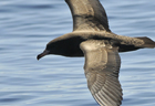 Shearwater flesh-footed 103028.jpg